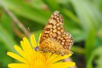 Melitaea cinxia