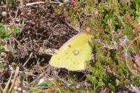 Colias alfacariensis / Colias hyale