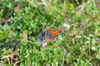 Lycaena phlaeas