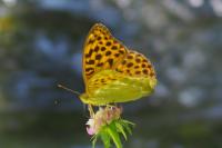 Argynnis paphia