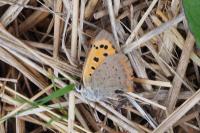 Lycaena phlaeas