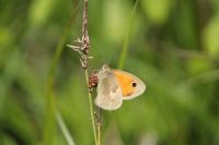 Coenonympha pamphilus