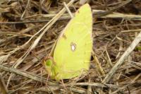 Colias