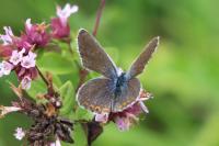 Plebejus argyrognomon