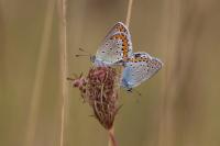 Plebejus argyrognomon