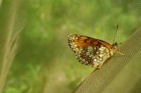 Melitaea athalia