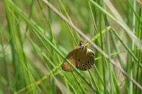 Coenonympha oedippus