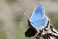 Lysandra bellargus