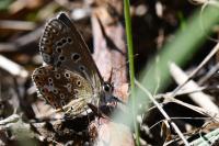 Lysandra bellargus