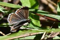 Lysandra bellargus