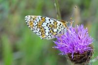Melitaea cinxia