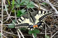 Papilio machaon