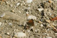 Lycaena phlaeas