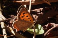 Lycaena phlaeas