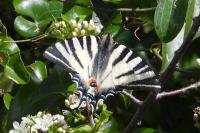 Iphiclides podalirius