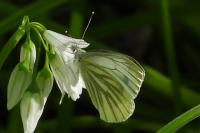 Pieris napi