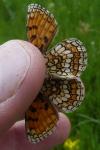Melitaea
