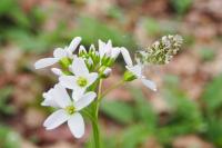 Anthocharis cardamines