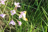 Anthocharis cardamines