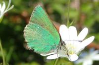 Callophrys rubi