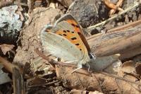 Lycaena phlaeas