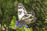 Melanargia galathea