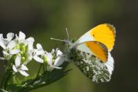 Anthocharis cardamines