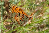 Melitaea didyma