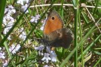 Coenonympha pamphilus