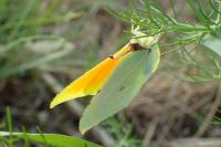 Gonepteryx cleopatra