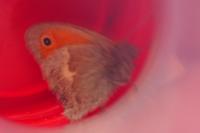 Coenonympha pamphilus