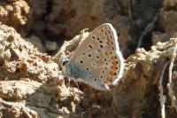 Polyommatus icarus