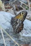 Hipparchia semele
