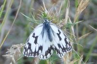 Melanargia lachesis