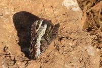 Hipparchia alcyone / Hipparchia fagi