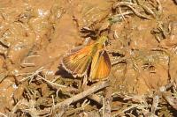 Thymelicus acteon