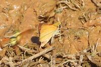 Thymelicus acteon