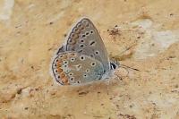 Polyommatus icarus