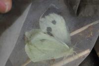 Pieris brassicae