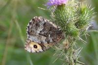 Hipparchia semele