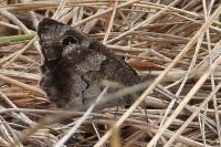 Hipparchia statilinus