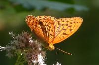 Argynnis paphia