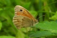 Coenonympha pamphilus