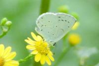 Celastrina argiolus