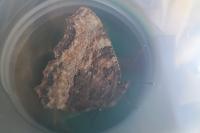 Nymphalis polychloros