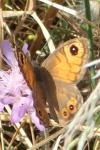 Lasiommata megera