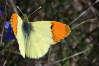 Anthocharis euphenoides