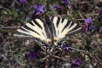 Iphiclides podalirius