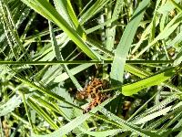 Araschnia levana