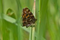 Araschnia levana